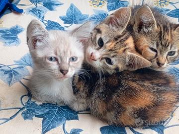 Gattini