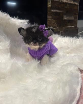 Chihuahua