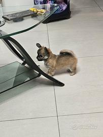 Cuccioli di chihuahua pelo lungo