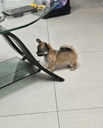 Cuccioli di chihuahua pelo lungo