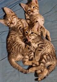 Gatti bengal