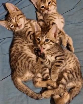 Gatti bengal