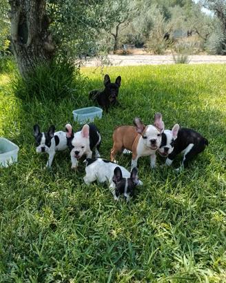 cuccioli di bulldog francese 