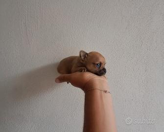 Cuccioli di chihuahua mini toy