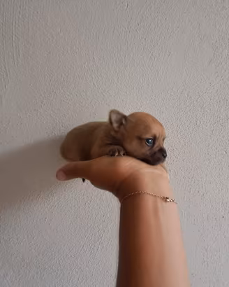 Cuccioli di chihuahua mini toy