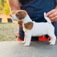 Jack Russell Terrier pelo liscio