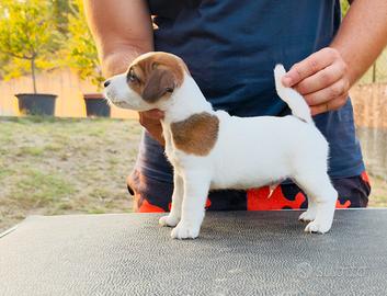 Jack Russell Terrier pelo liscio