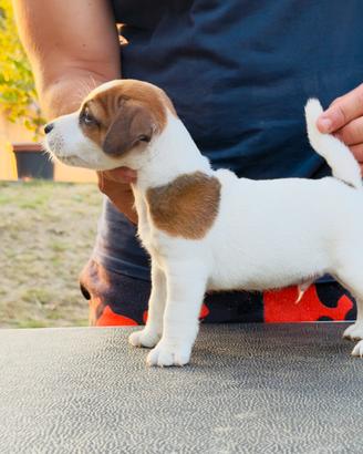 Jack Russell Terrier pelo liscio