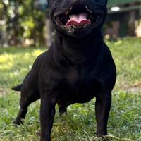 Allevamento professionale Staffordshirebull terrie