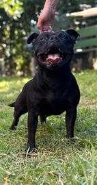 Allevamento professionale Staffordshirebull terrie