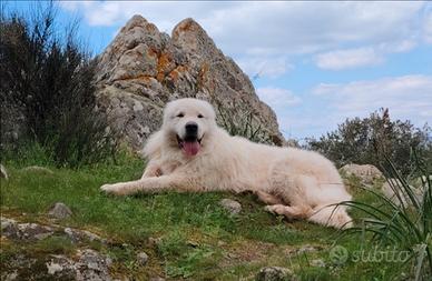 Cuccioli di Pastore Abruzzese Maremmano