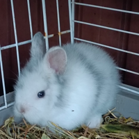 Coniglietto nano taglia piccola e cavie peruviane