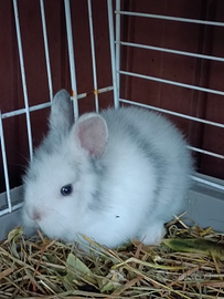 Coniglietto nano taglia piccola e cavie peruviane