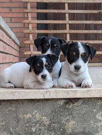 Cucciolo Jack Russell Terrier