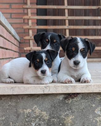 Cucciolo Jack Russell Terrier