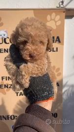 Barboncino toy albicocca 2F 2M anche a rate