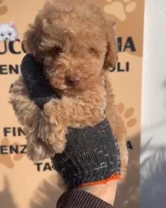 Barboncino toy albicocca 2F 2M anche a rate