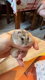 Criceti cuccioli