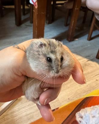 Criceti cuccioli