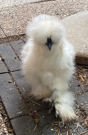 Galline ornamentali
