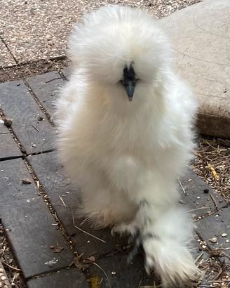 Galline ornamentali