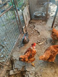 Galline americanine .e ovaiole