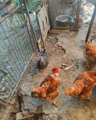 Galline americanine .e ovaiole