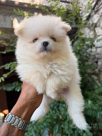 Volpino di Pomerania femmine