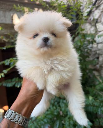 Volpino di Pomerania femmine