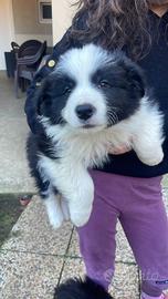 Border collie con pedigree