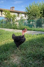 Gallo collonudo