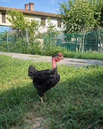 Gallo collonudo