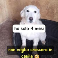 CUCCIOLA 4 MESI taglia media grande