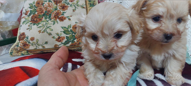 Maltipoo mini