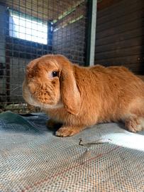 Coniglietti coniglio ariete fulvo