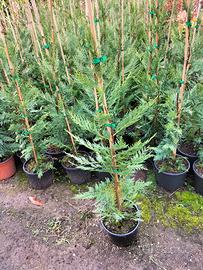 Leylandii 80/90 cm