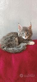 Maine coon con pedigree afef