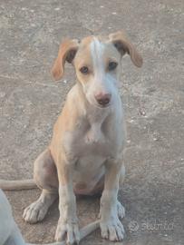 Cagnolina di 4 mesi desidera famiglia 