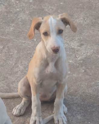 Cagnolina di 4 mesi desidera famiglia 