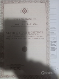 Maschietto alaskan malamute