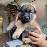 Cuccioli di pastore tedesco