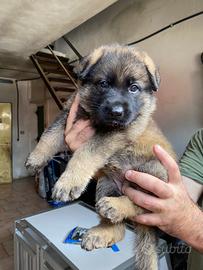 Cuccioli di pastore tedesco