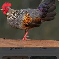 Gallus Sonnerati 2025