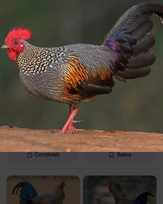 Gallus Sonnerati 2025