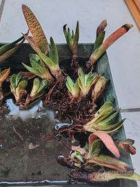 Piante gasteria