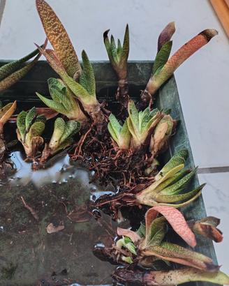 Piante gasteria