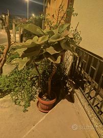 pianta con vaso