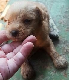 incrocio maltese