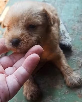 incrocio maltese