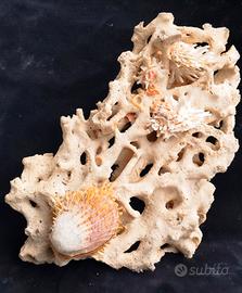 Blocco di corallo con concrezioni naturali